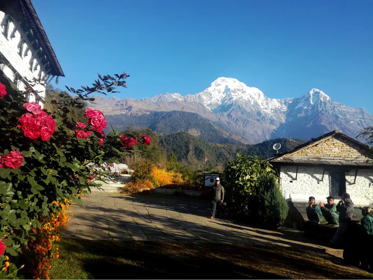 Rose garden and Annapurna peaks in the back drop, view from Ghandruk