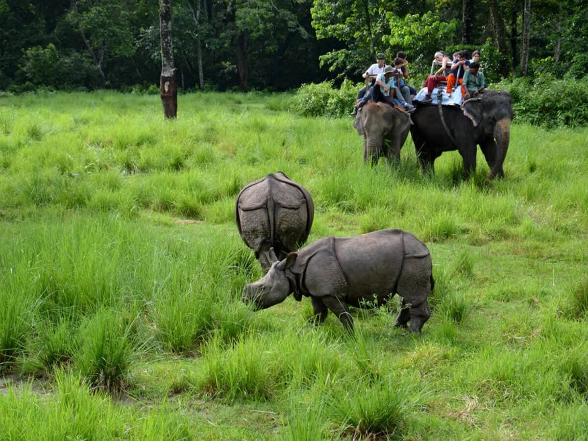 Jungle Safari Tour Chitwan