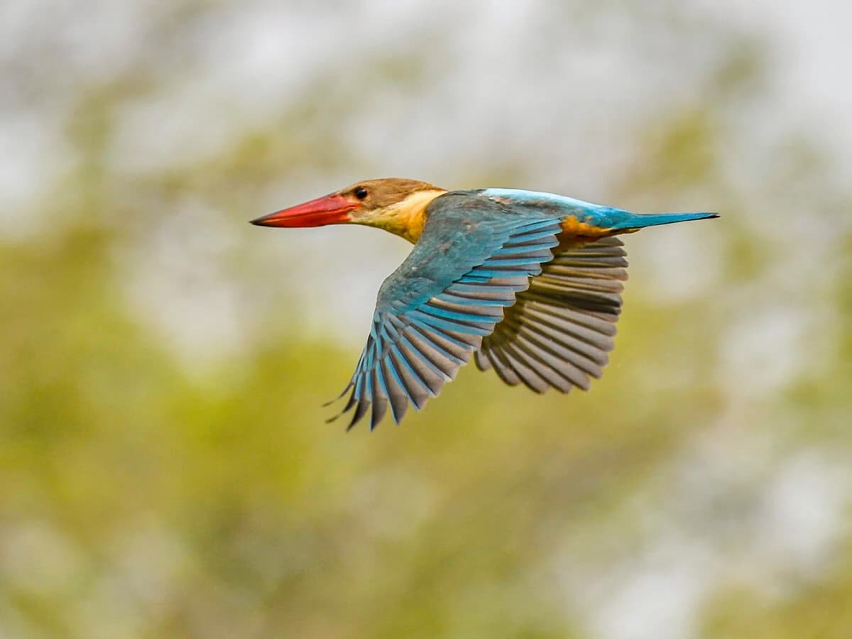 Stork-billed Kingfisher