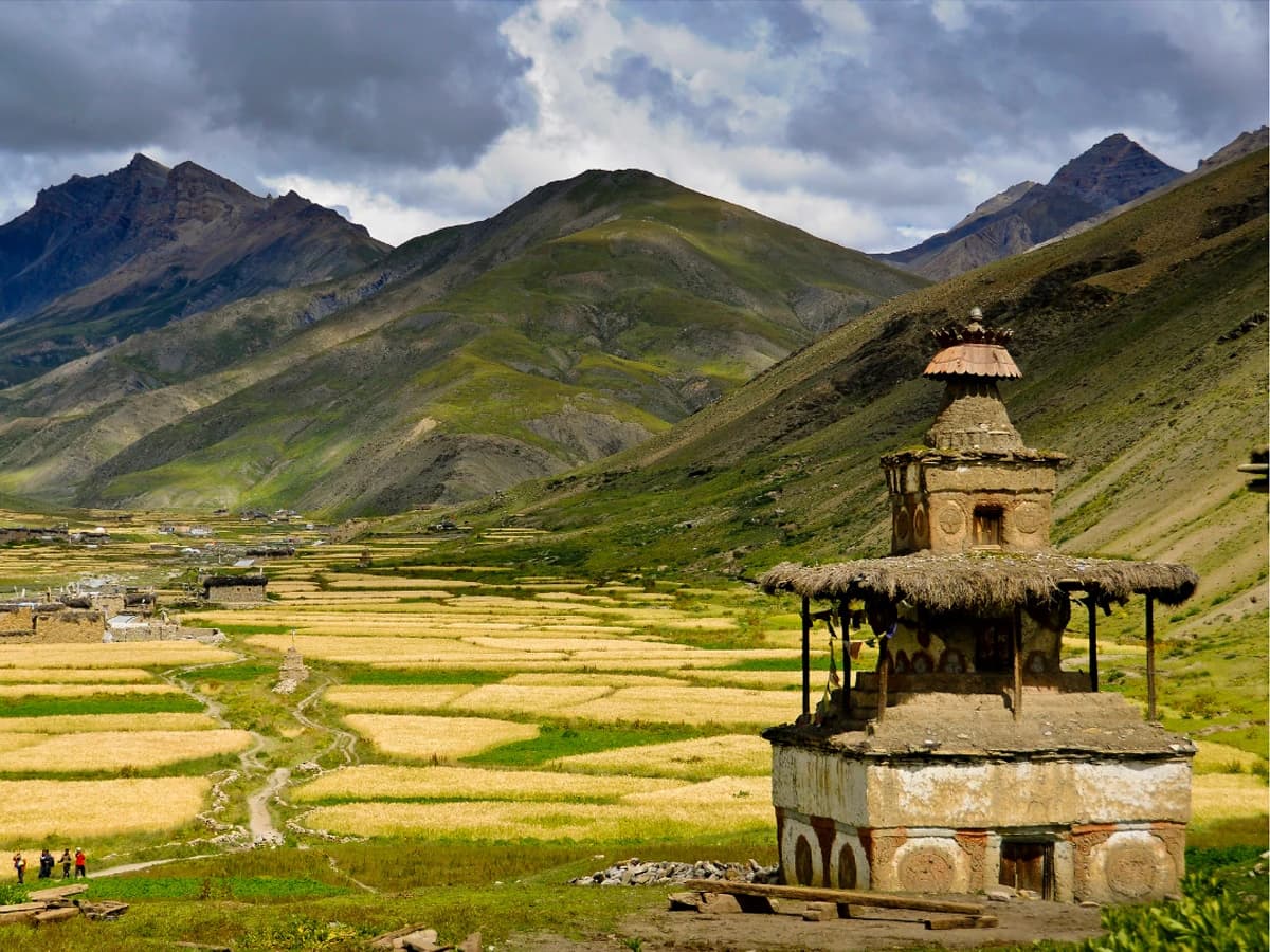 A buckwheat field and chhorten in Upper Dolpo