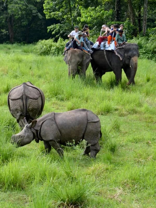 Jungle Safari Tours