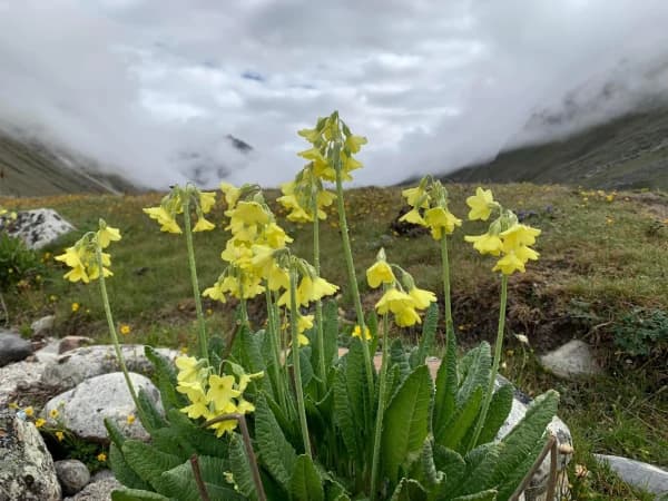 Lapchi Trek Summer Vibes