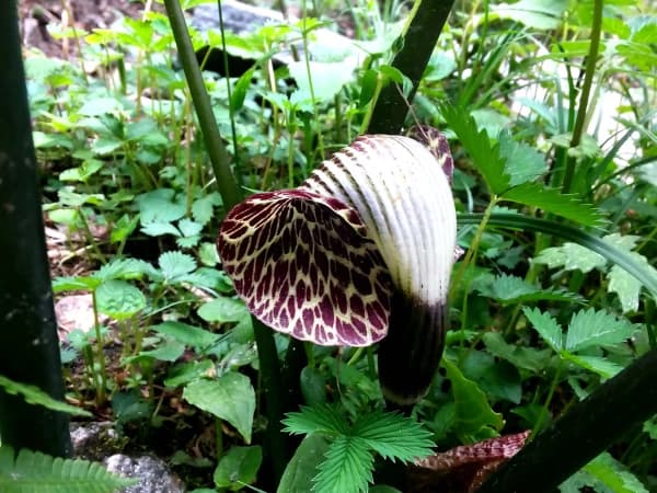 Lily Cobra Plant In Abc Trek Nepal