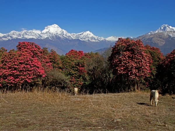 Spring Season Trek In Ghorepani Offers Witnessing Rhododendron Flowers