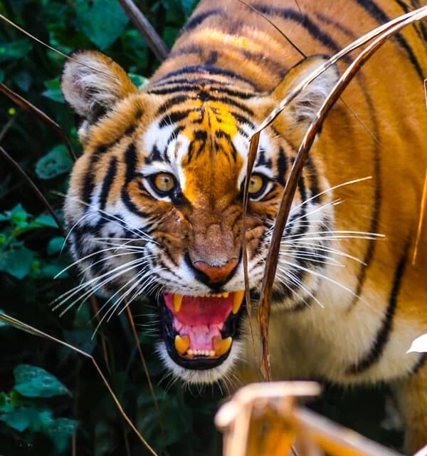 Tiget in Bardia National Park