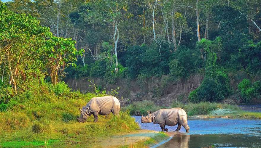 One honed-Rhinos in Chitwan National Park