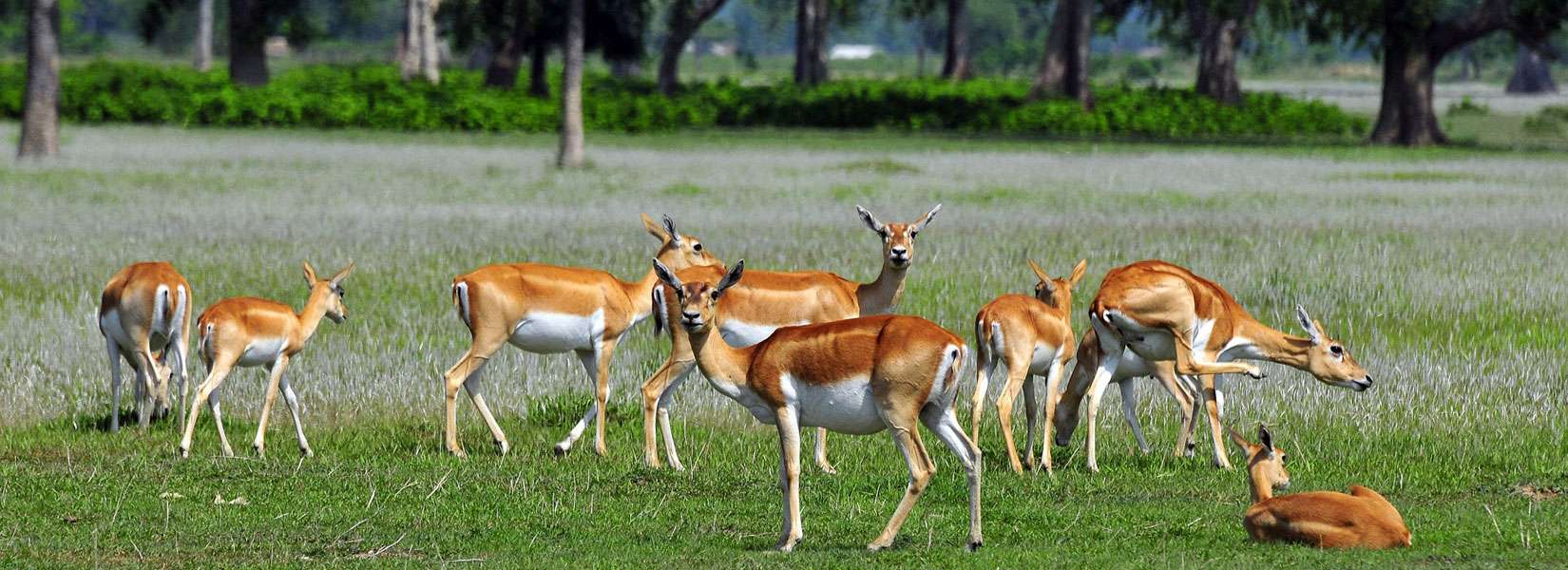 Wildlife in Chitwan National park